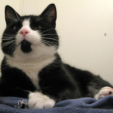 cat