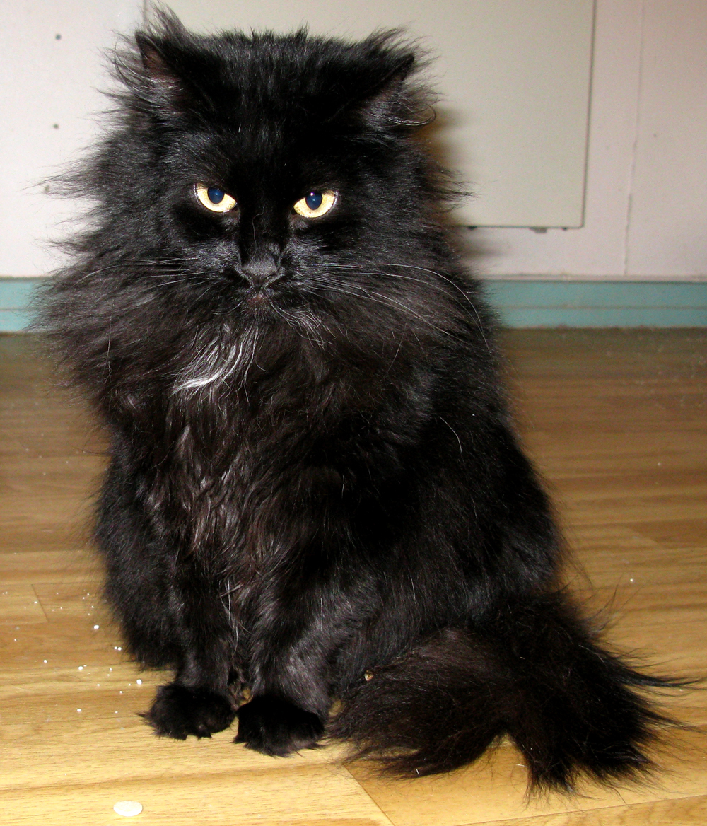 cat