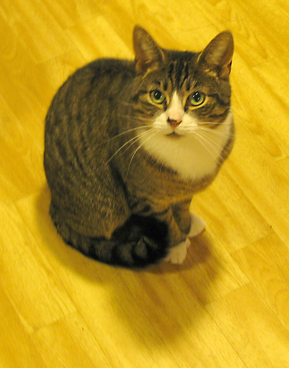 nicolai