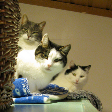 cats