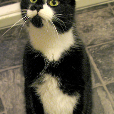 findus