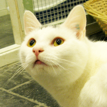 cat