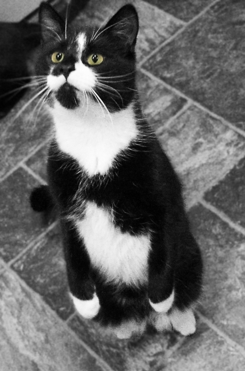 findus
