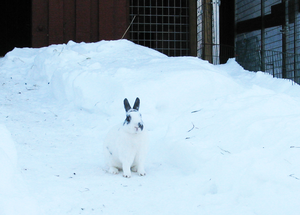rabbit