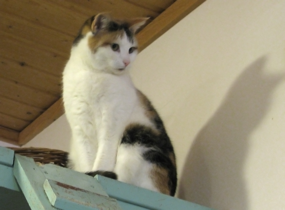 cats