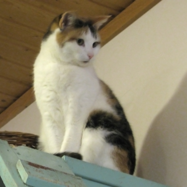 cats