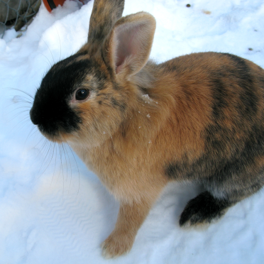 rabbit