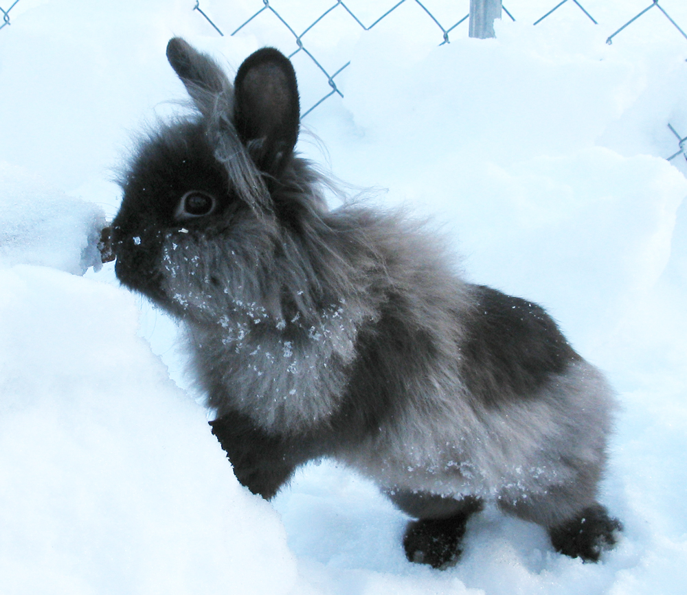 rabbit
