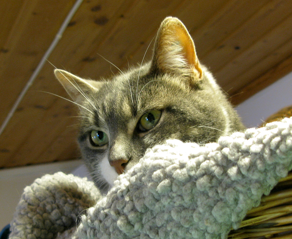 cat