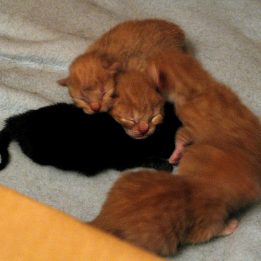 kittens