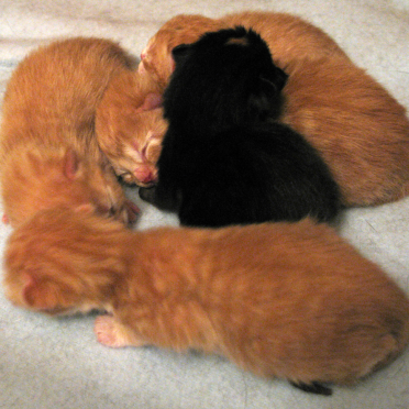 kindle of kittens