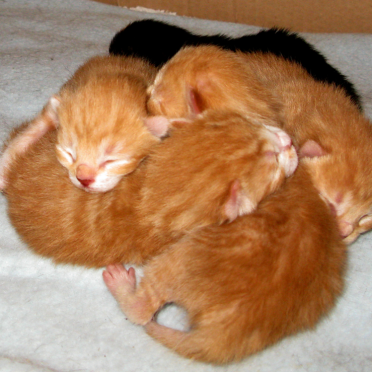 kindle of kittens
