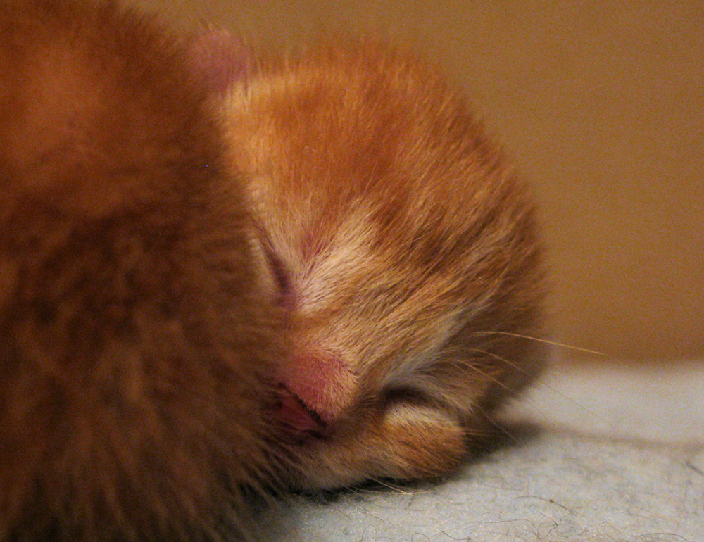 kittens