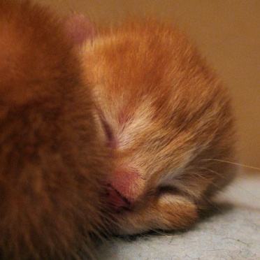 kittens