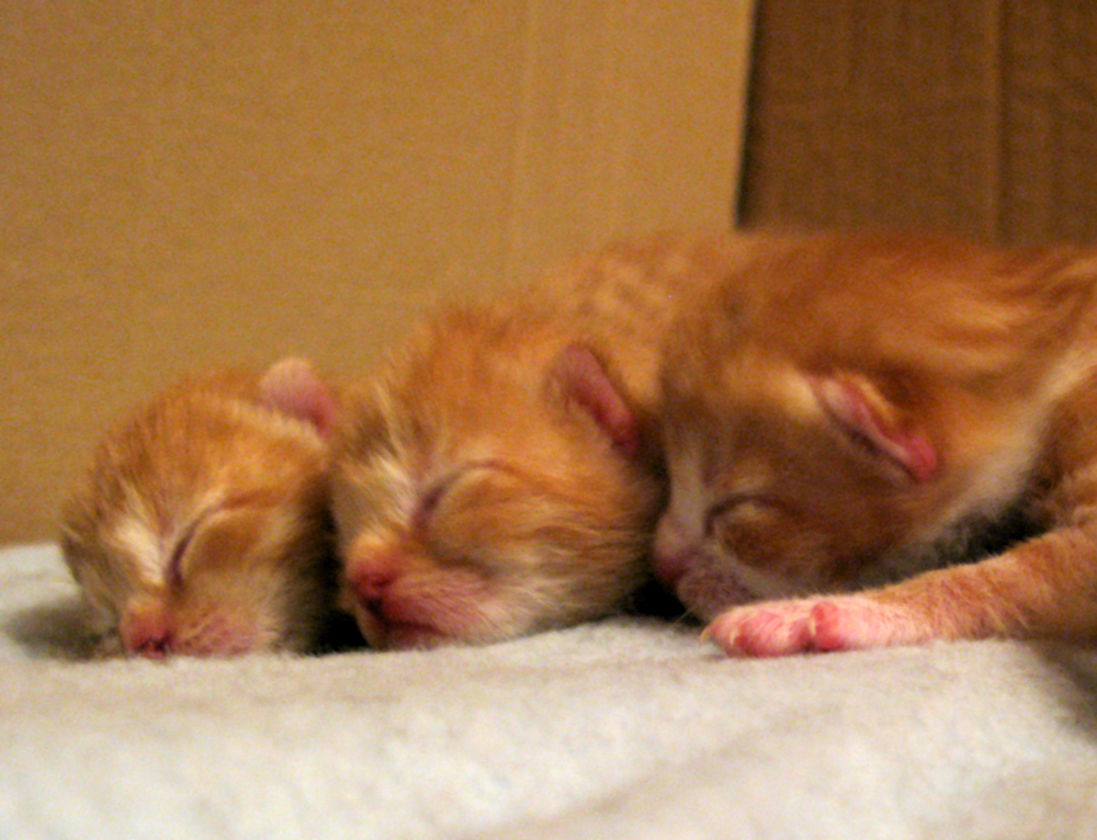 kindle of kittens