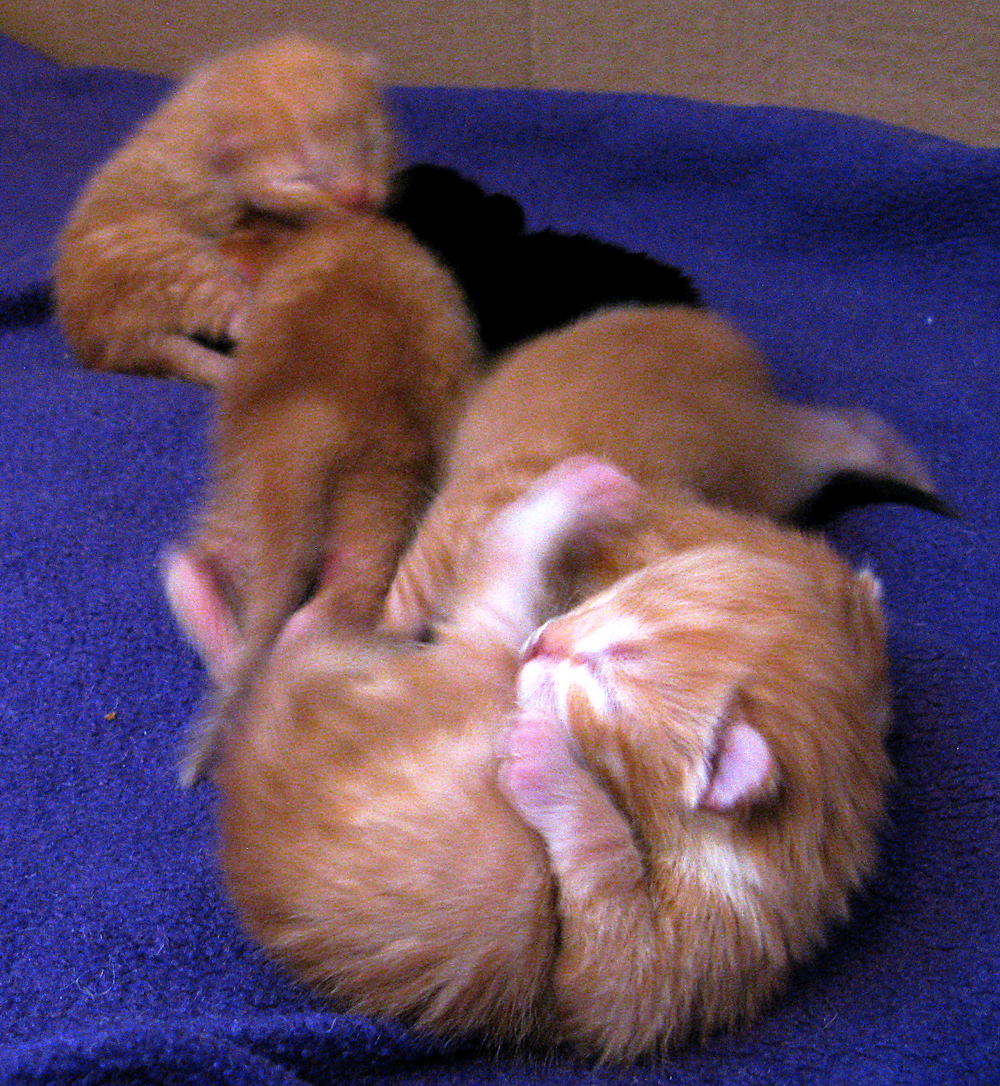 kittens