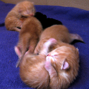 kittens