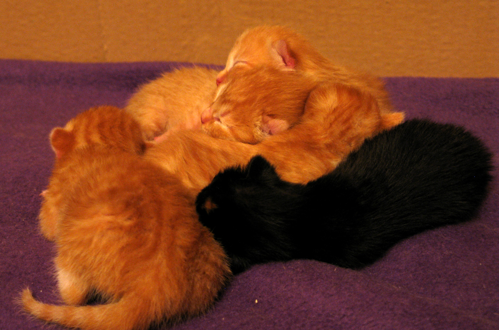 kittens