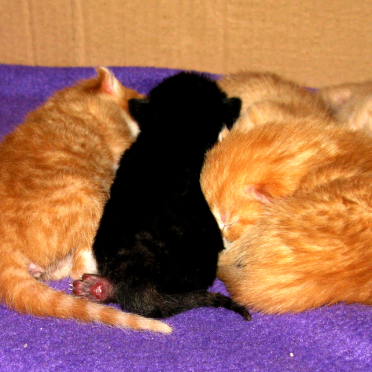 kindle of kittens