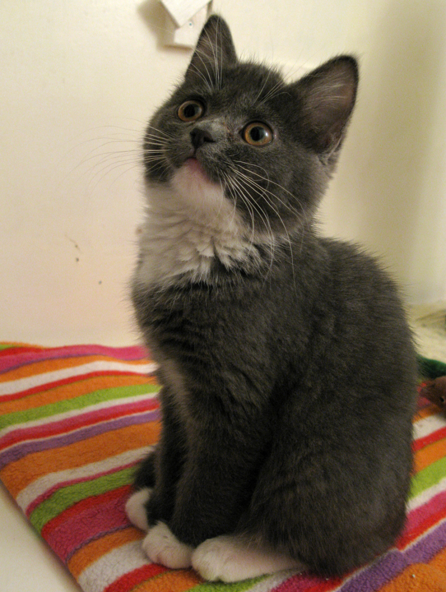 kitten