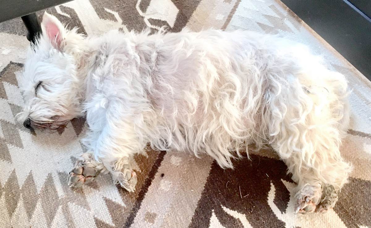 knackered