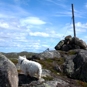2 trig points and a dog