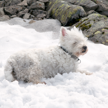 snow! best thing!