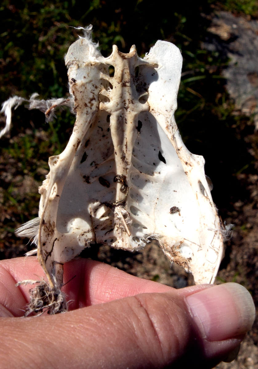 bird pelvis