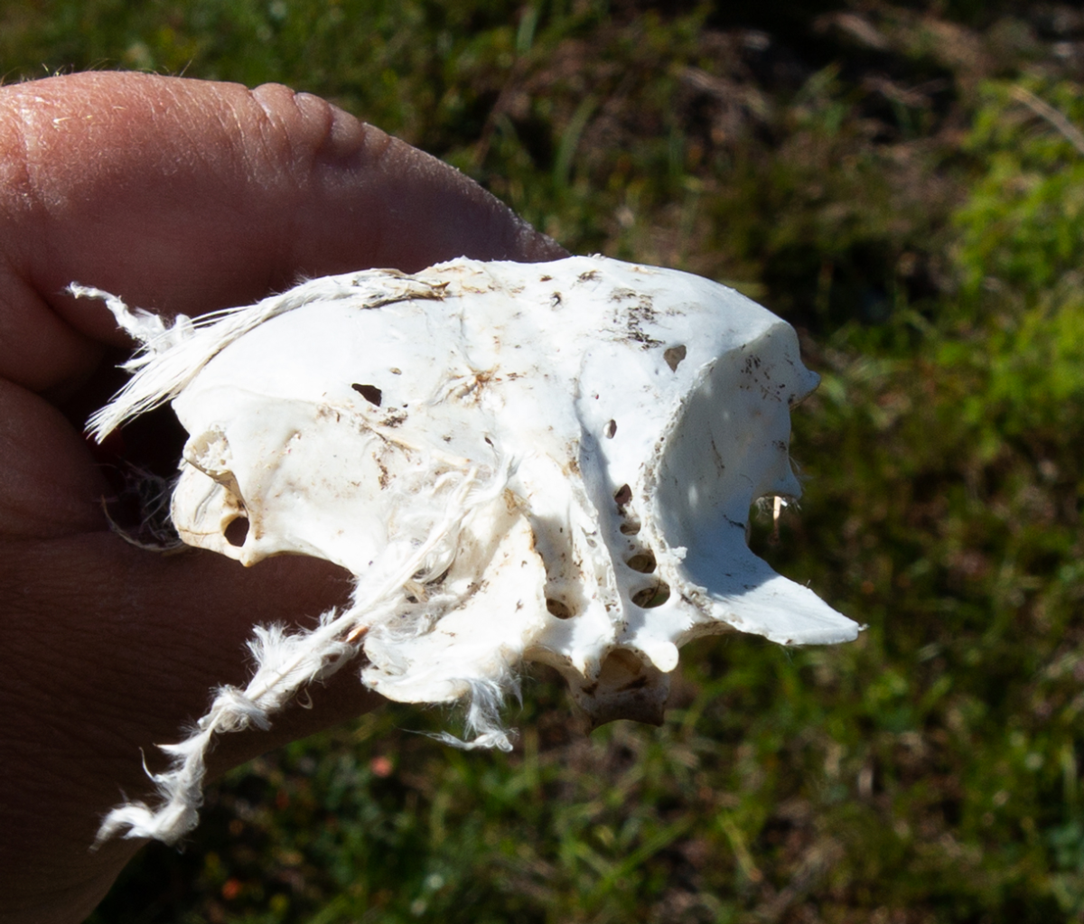 bird pelvis