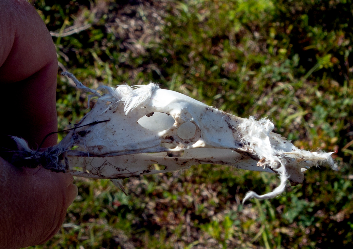 skull