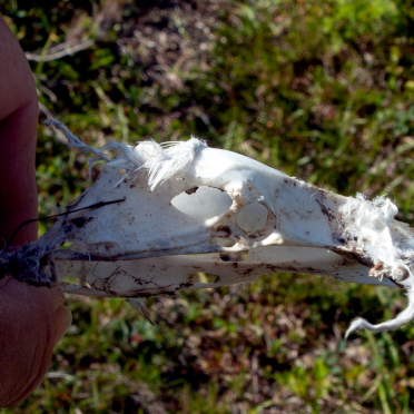 skull