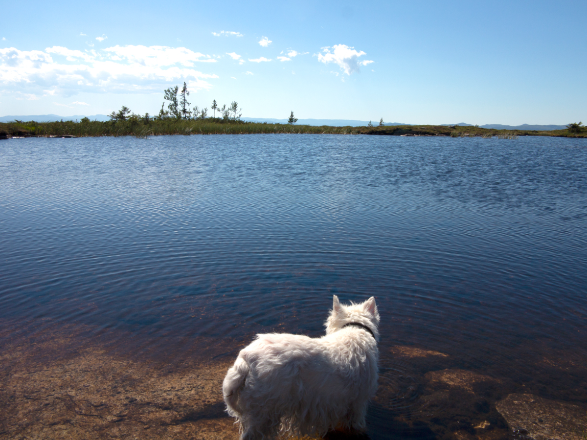 bear pond