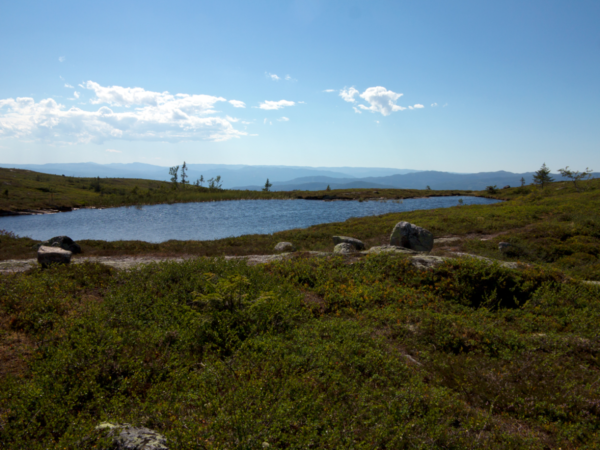 bear pond