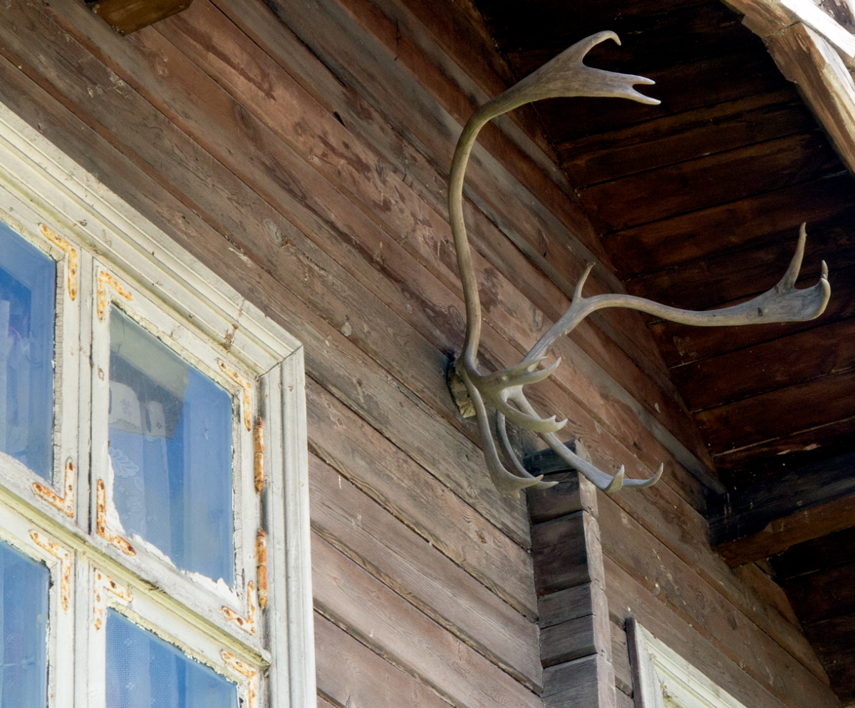deer