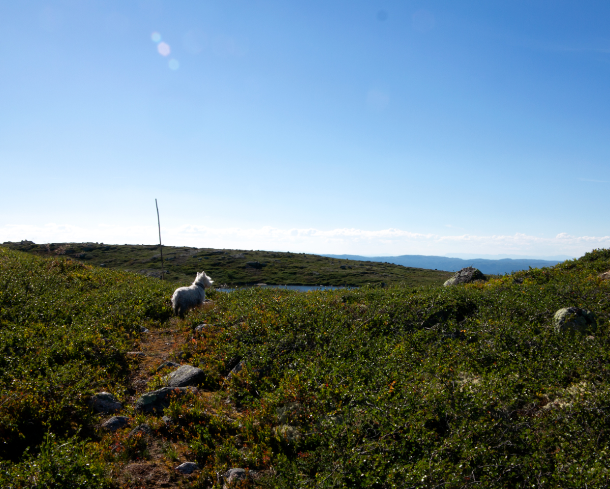 8km