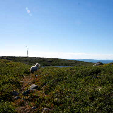 8km