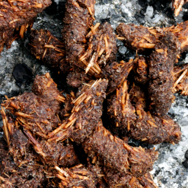 ptarmigan poo