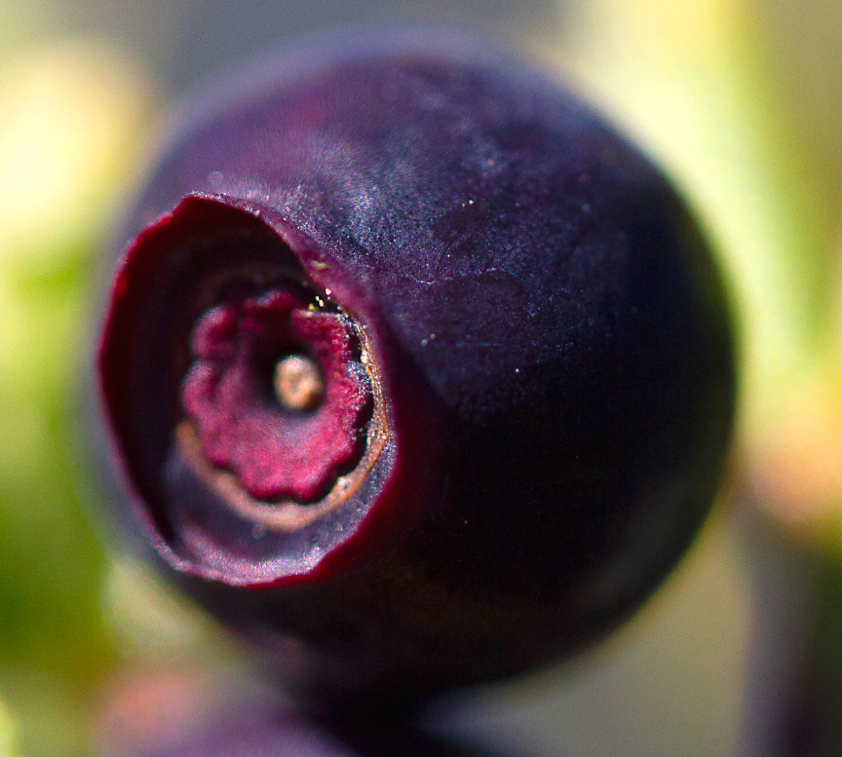 purple blueberry