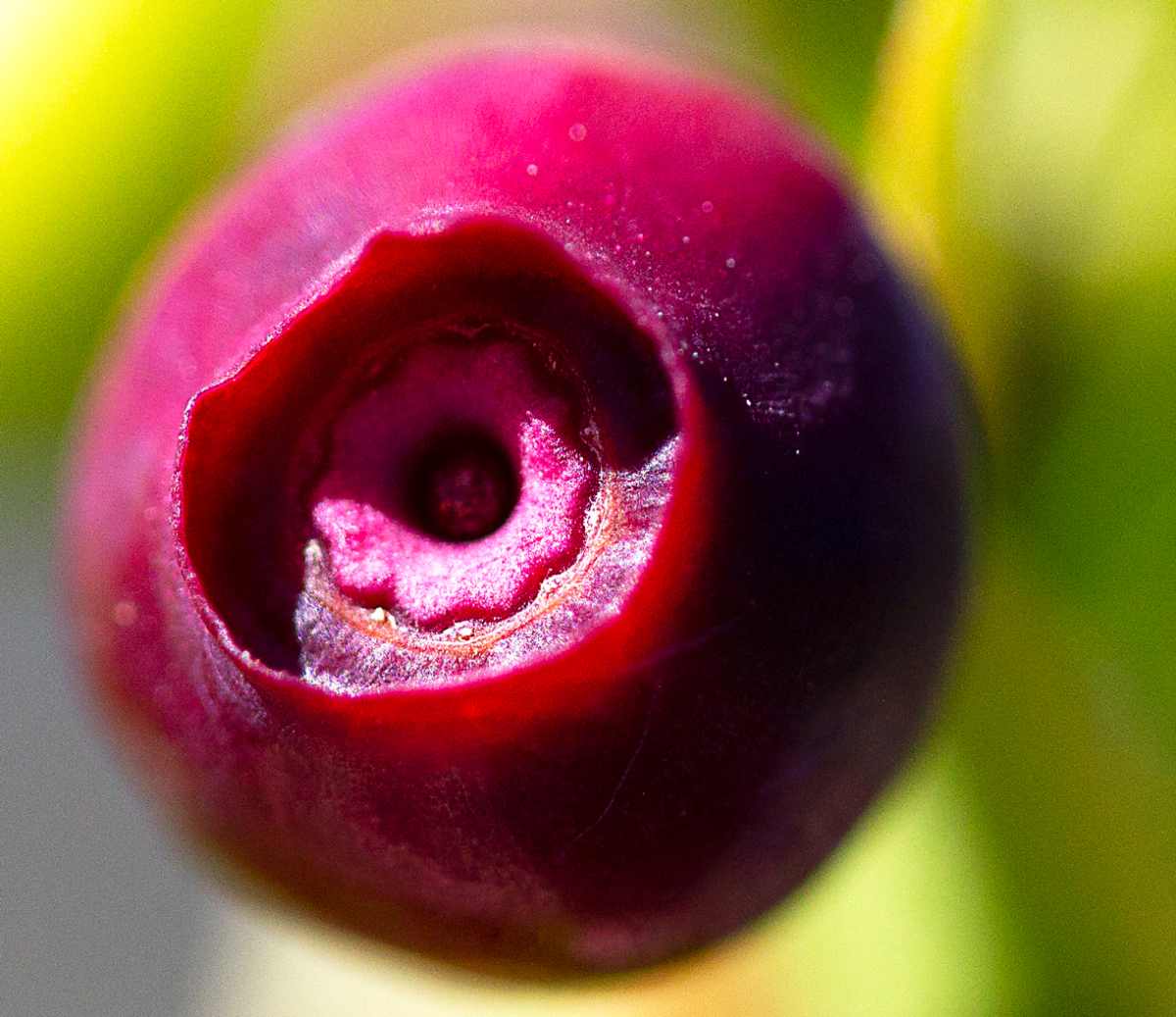 pink blueberry