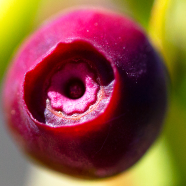 pink blueberry