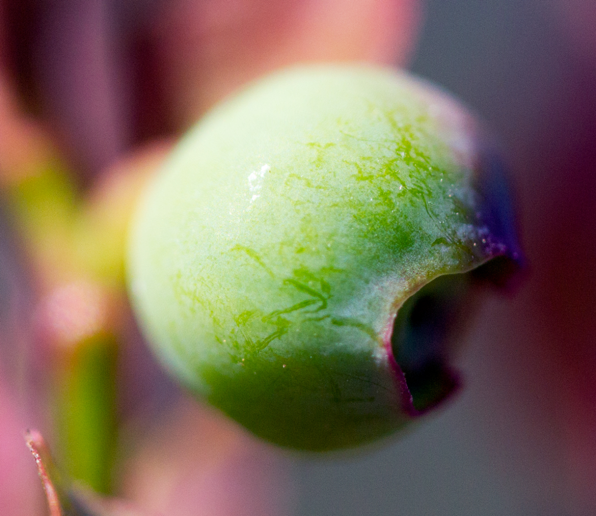 green blueberry