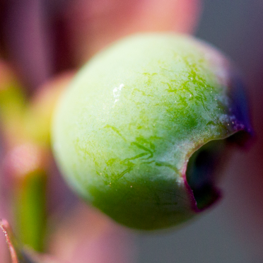 green blueberry