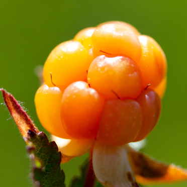 cloudberries