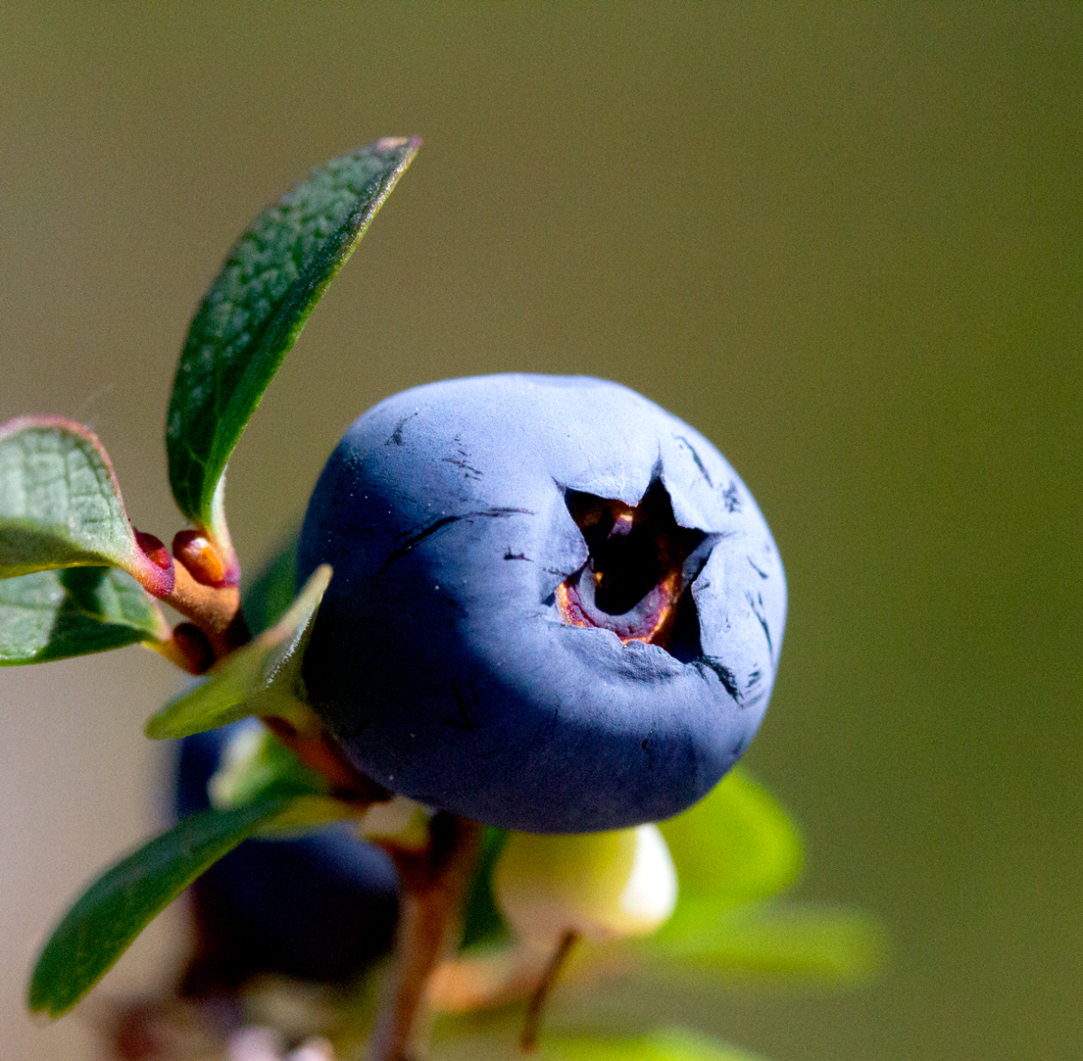 blue blueberry