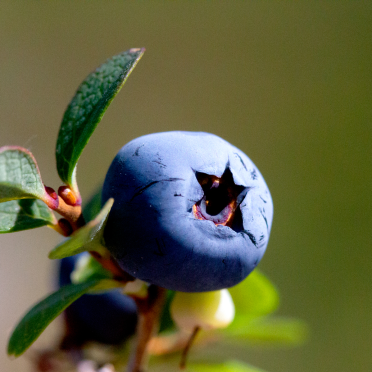 blue blueberry