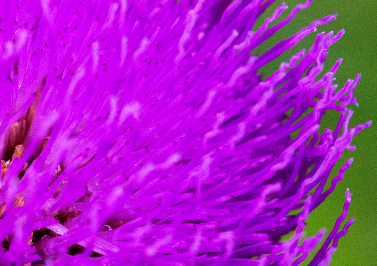 thistle