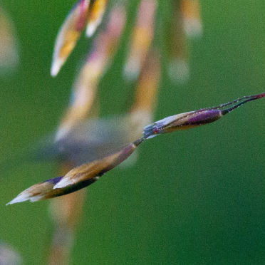 straw