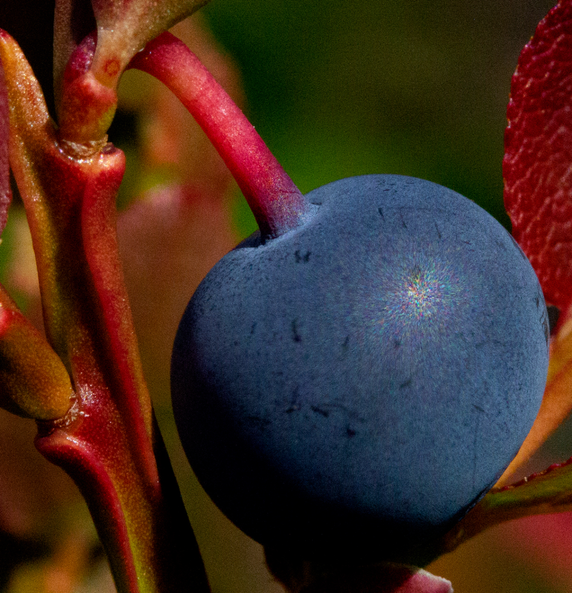 blue