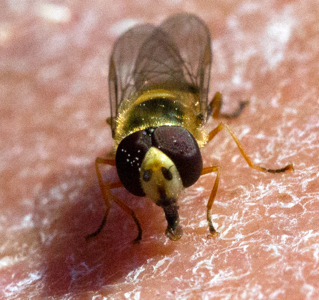 hoverfly