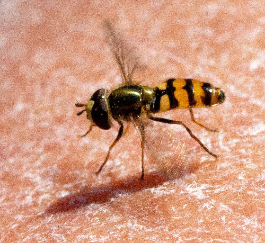 hoverfly